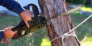 Best Tree Preservation Services  in Sun City Center, FL