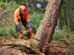Reliable Sun City Center, FL Tree Removal Solutions