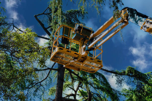 Best Tree Risk Assessment  in Sun City Center, FL