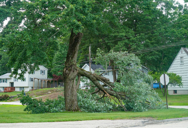 Best Tree Disease Treatment  in Sun City Center, FL
